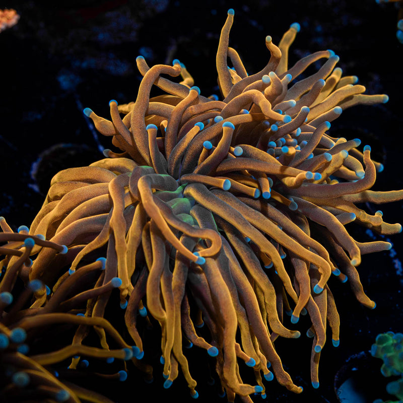 Gold Torch Euphyllia