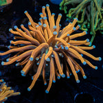 Gold Torch Euphyllia 