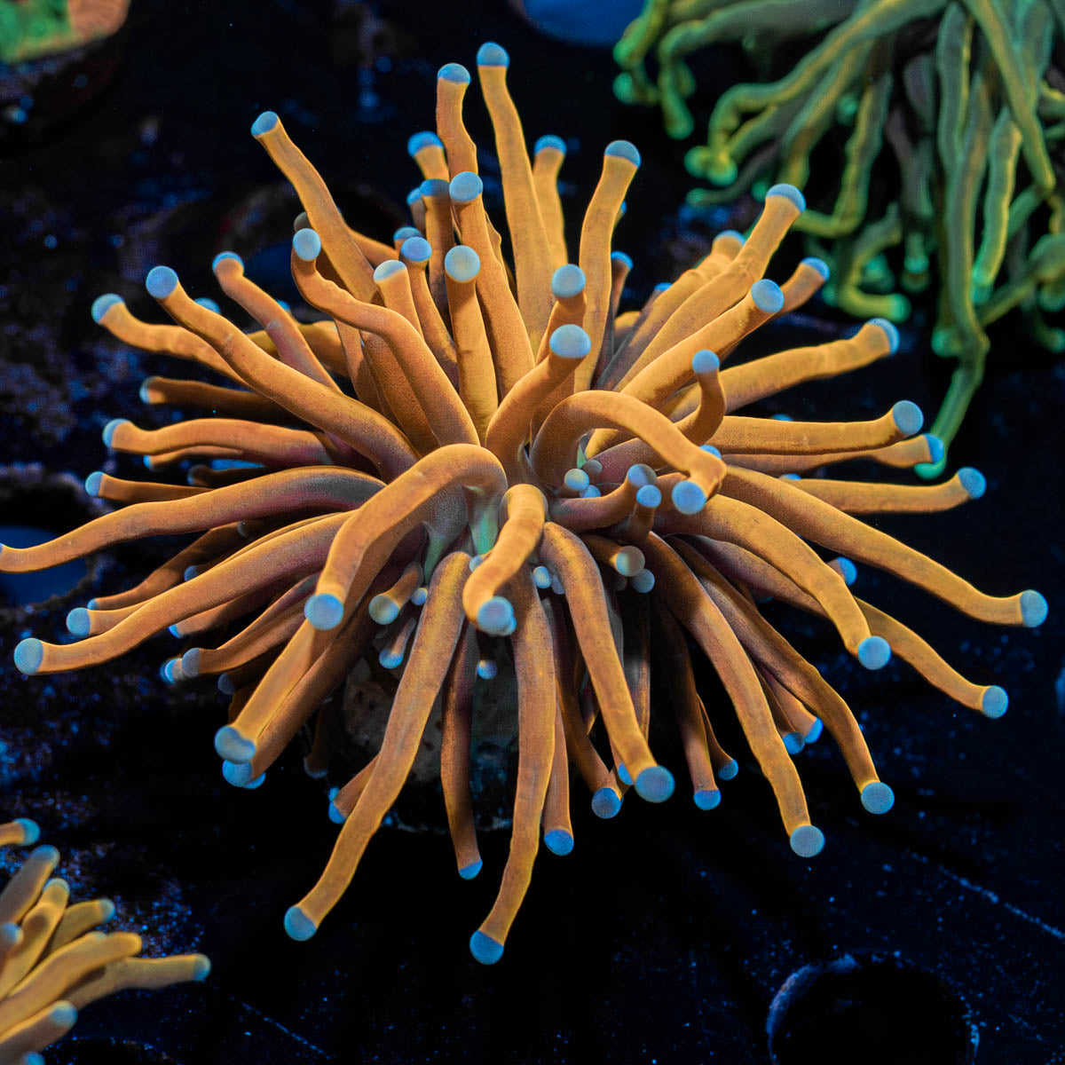 Gold Torch Euphyllia 