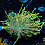 Goldenrod Torch Euphyllia 