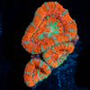 Acan / Micromussa 