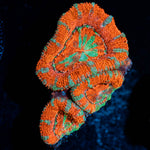 Acan / Micromussa 