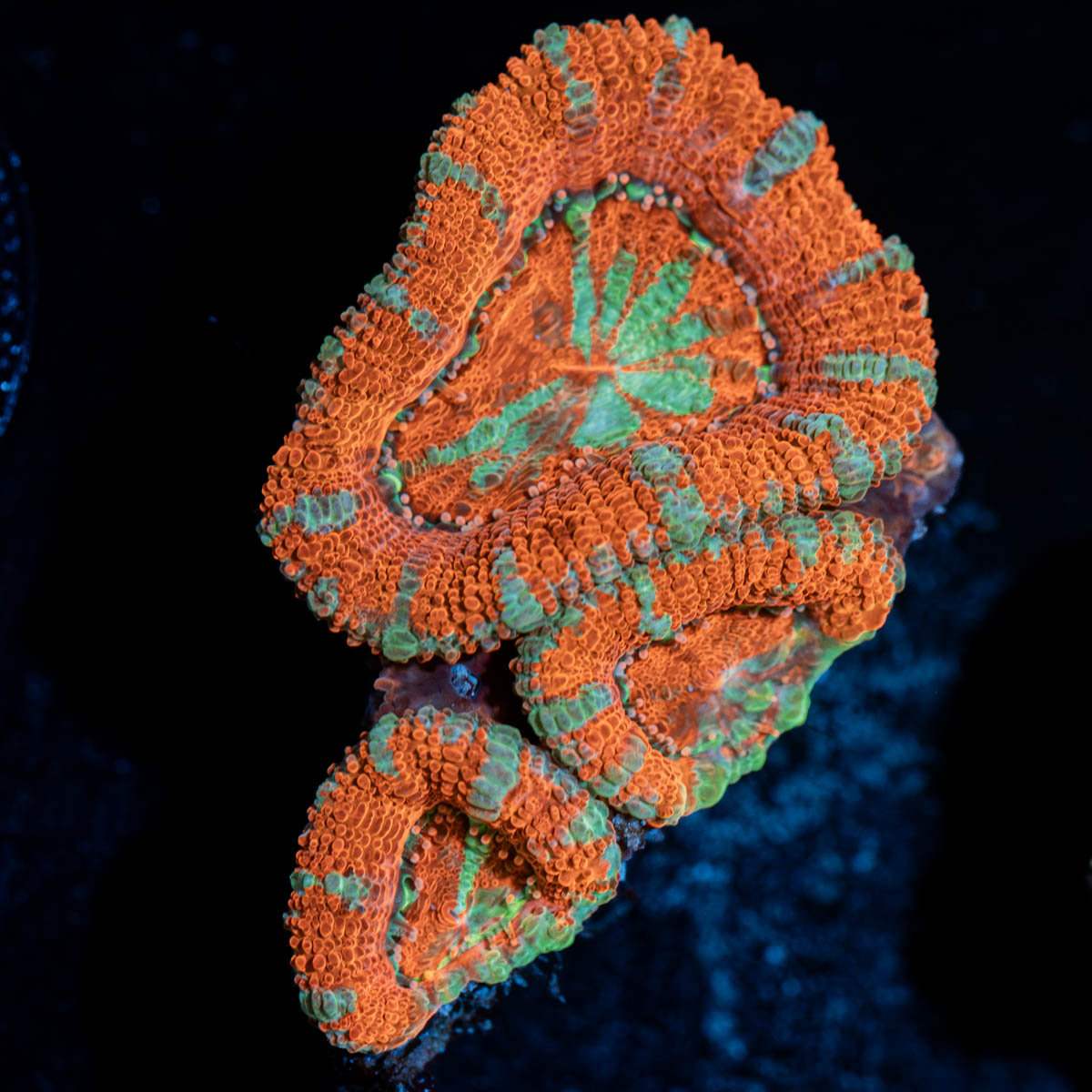 Acan / Micromussa 