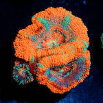 Acan / Micromussa 