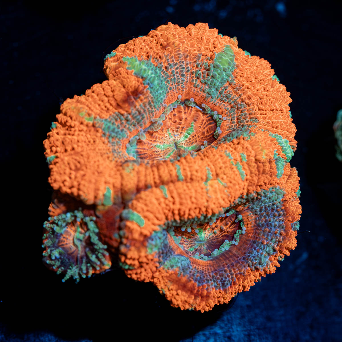 Acan / Micromussa 