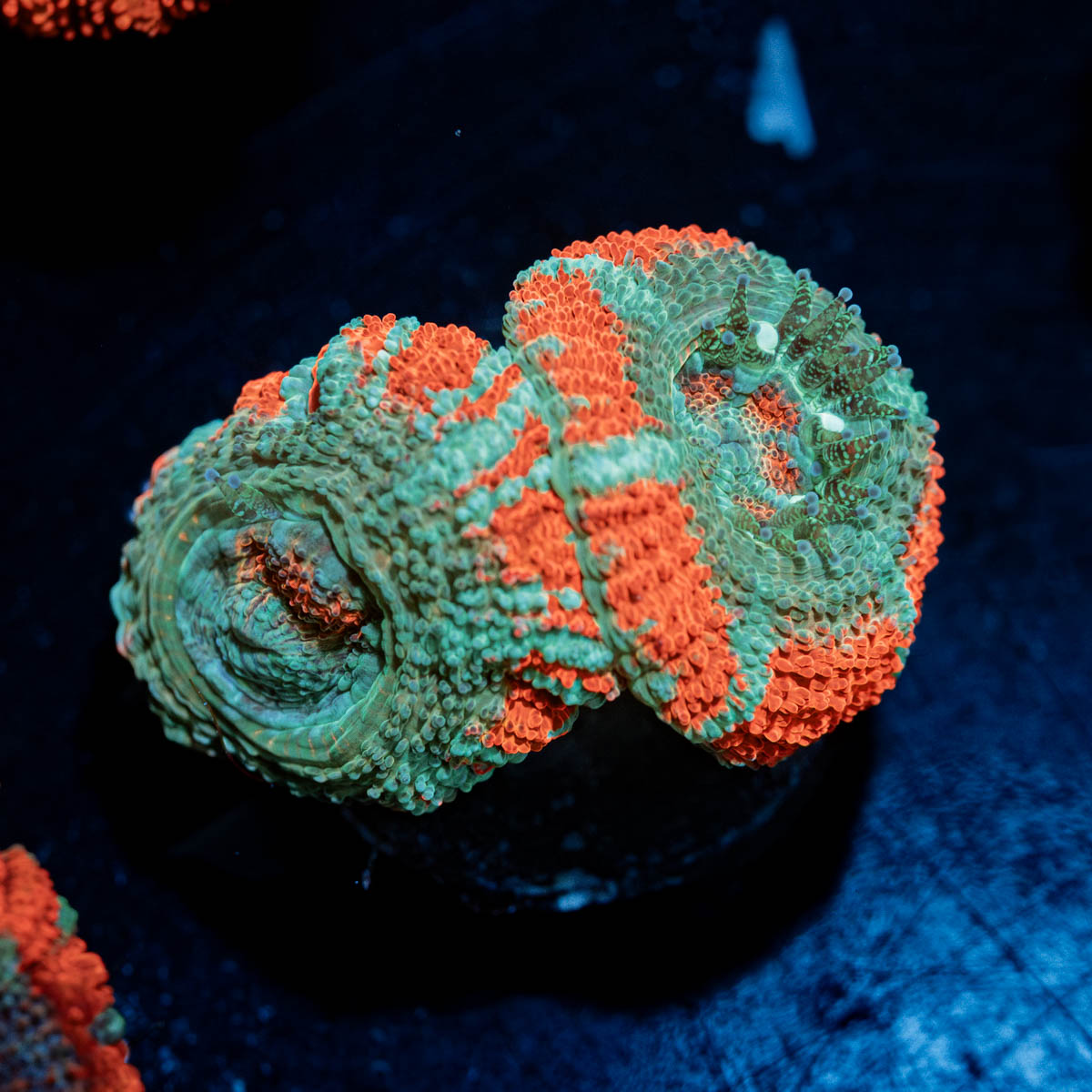 Acan / Micromussa 