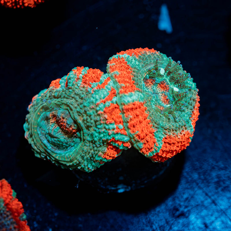 Acan / Micromussa