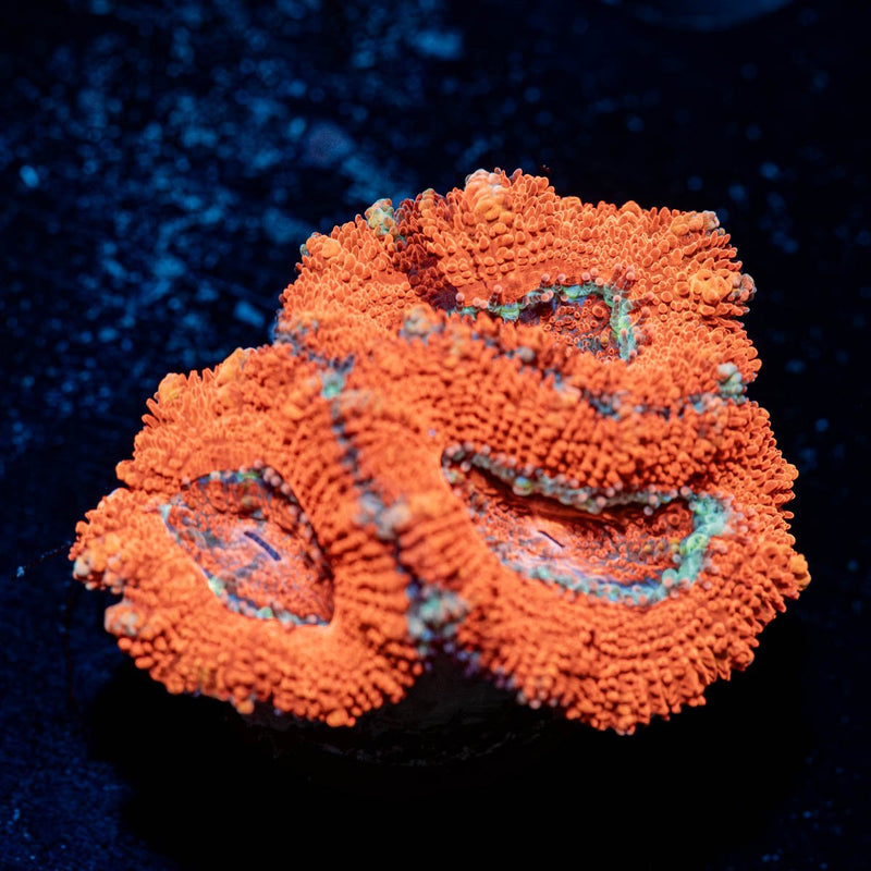 Acan / Micromussa