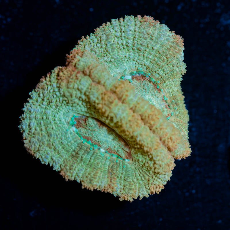 Moonlight Asian Acan