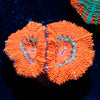Acan / Micromussa 