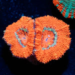 Acan / Micromussa 