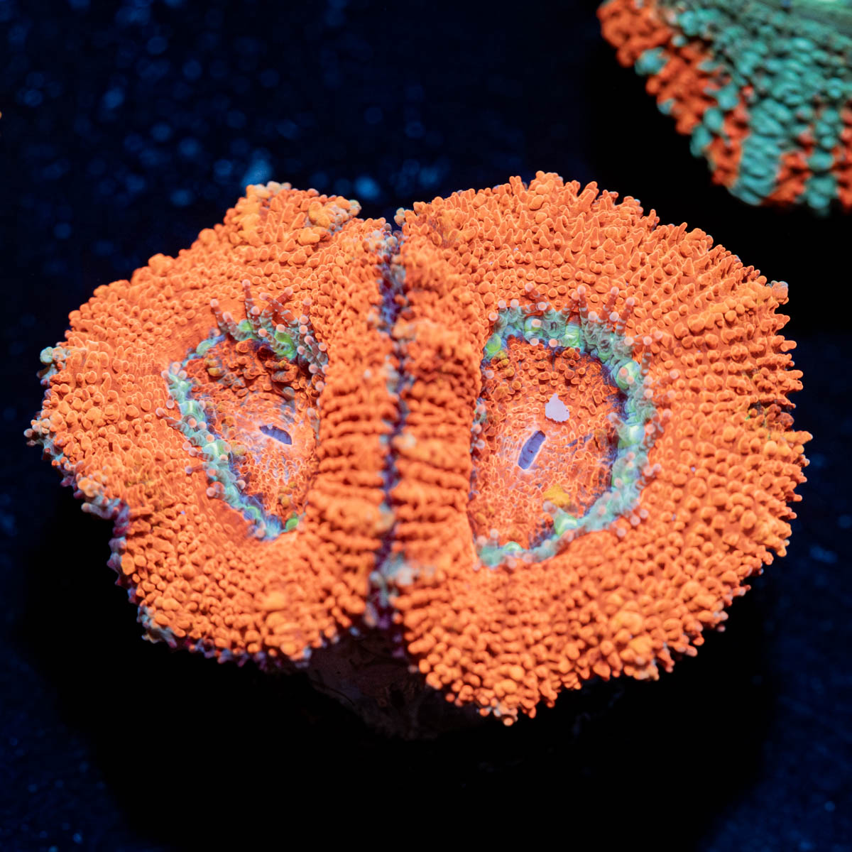 Acan / Micromussa 