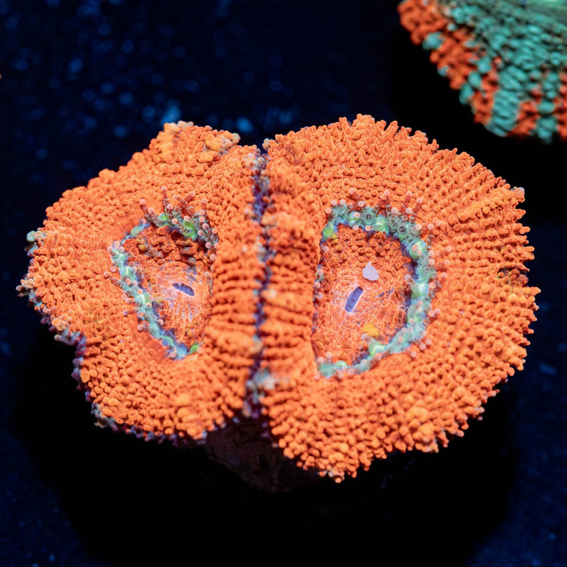 Acan / Micromussa