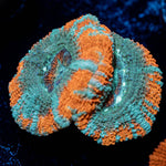 Captain Hook Asian Acan - riptide aquaculture llc