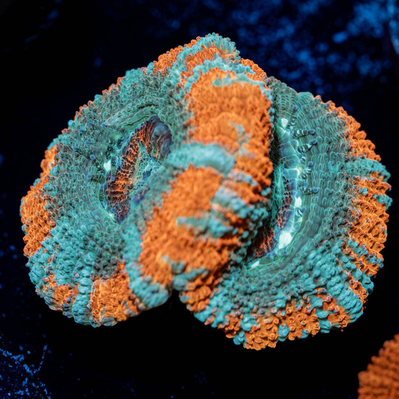 Captain Hook Asian Acan