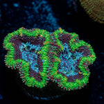 Acan / Micromussa 