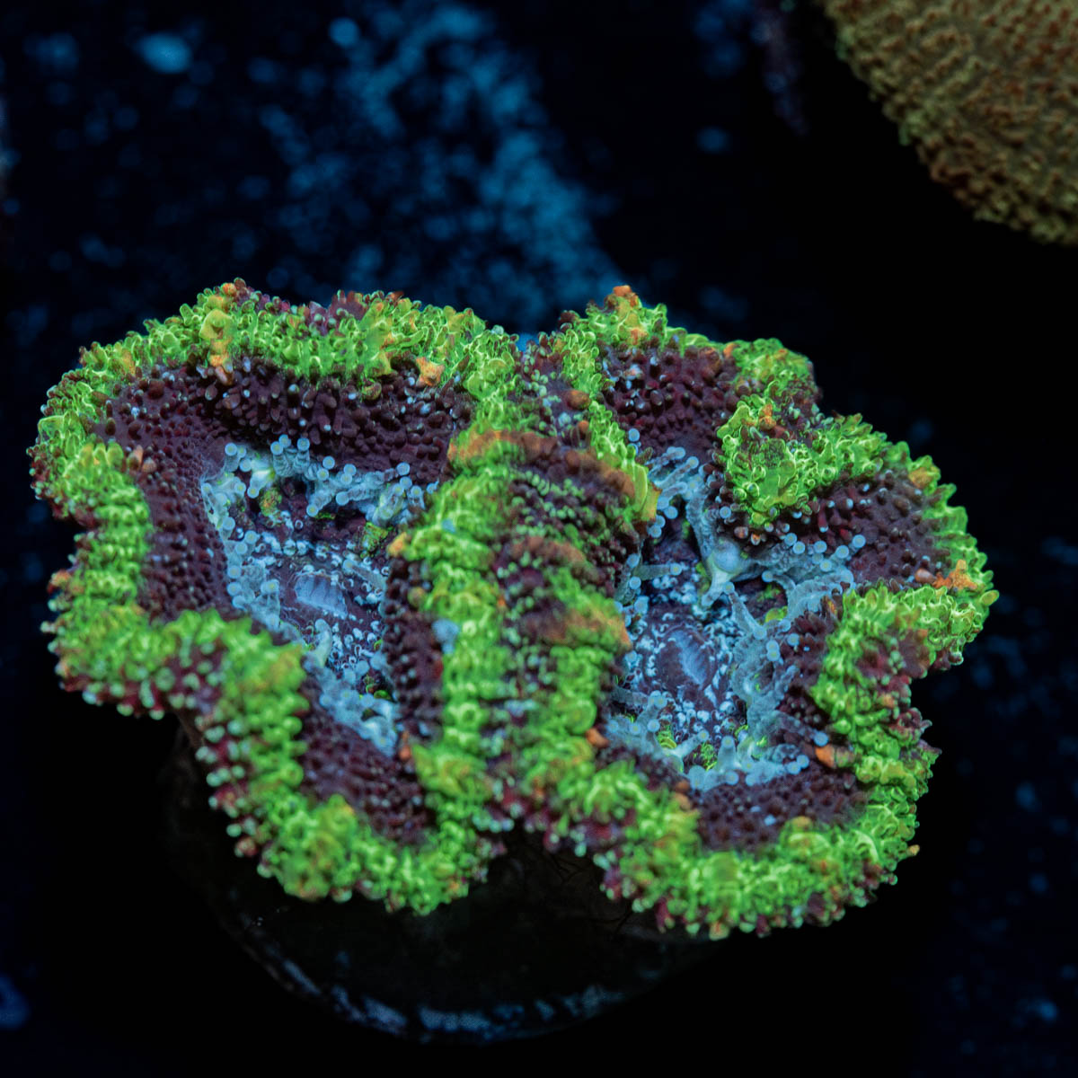 Acan / Micromussa 