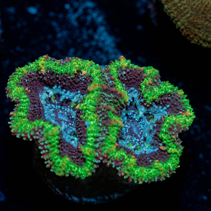 Acan / Micromussa