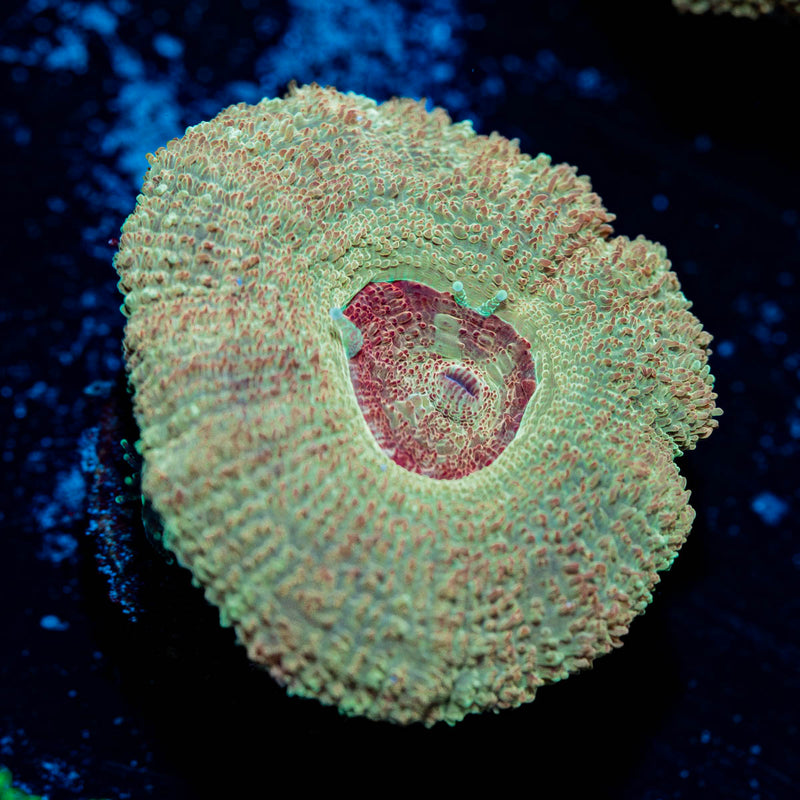 Moonlight Asian Acan