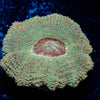 Moonlight Asian Acan 