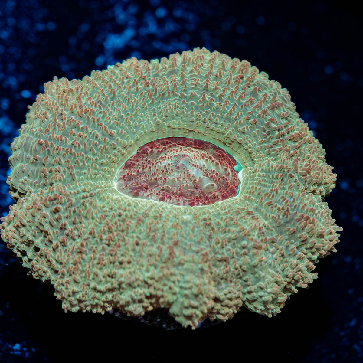 Moonlight Asian Acan 