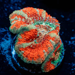 Tony the Tiger Asian Acan 