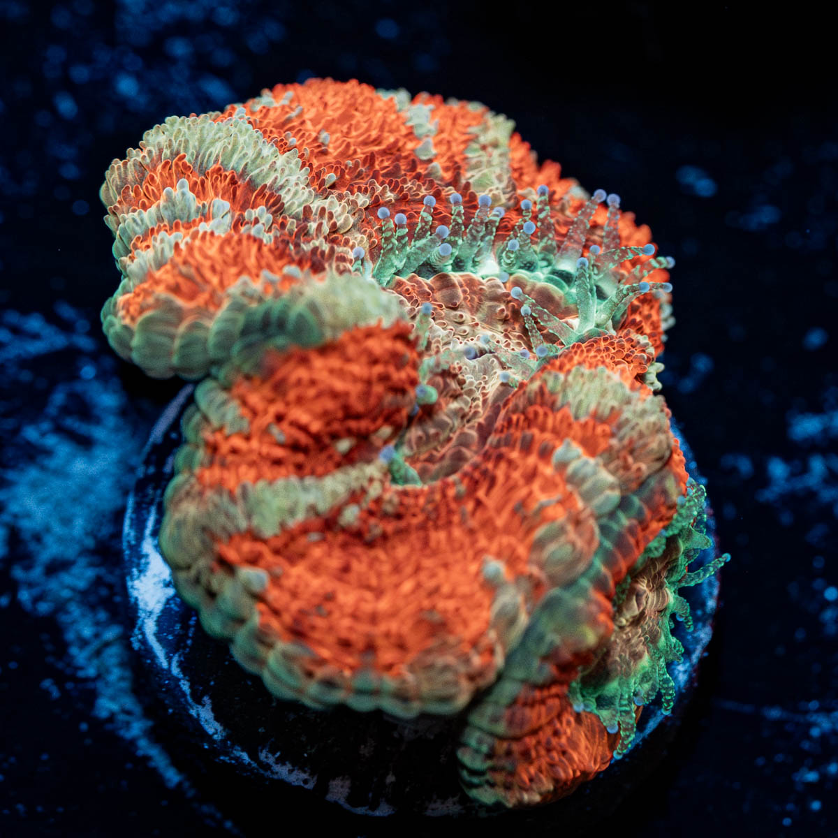 Tony the Tiger Asian Acan 