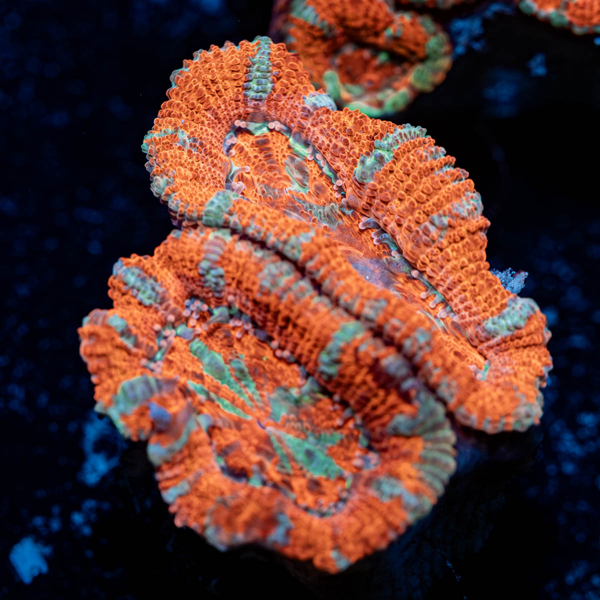 Acan / Micromussa 