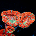 Acan / Micromussa 