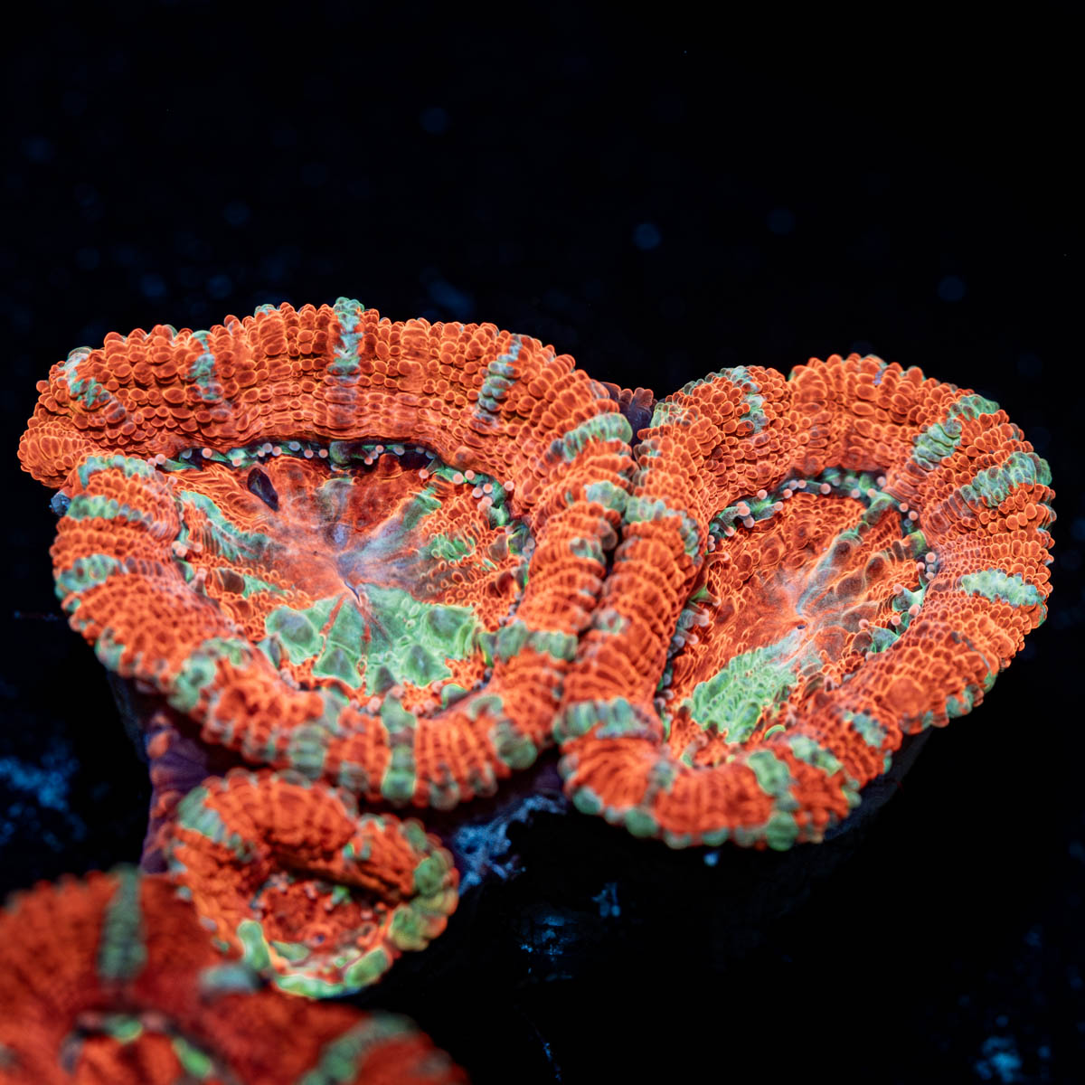 Acan / Micromussa 