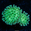 Neon Green Toadstool Leather 