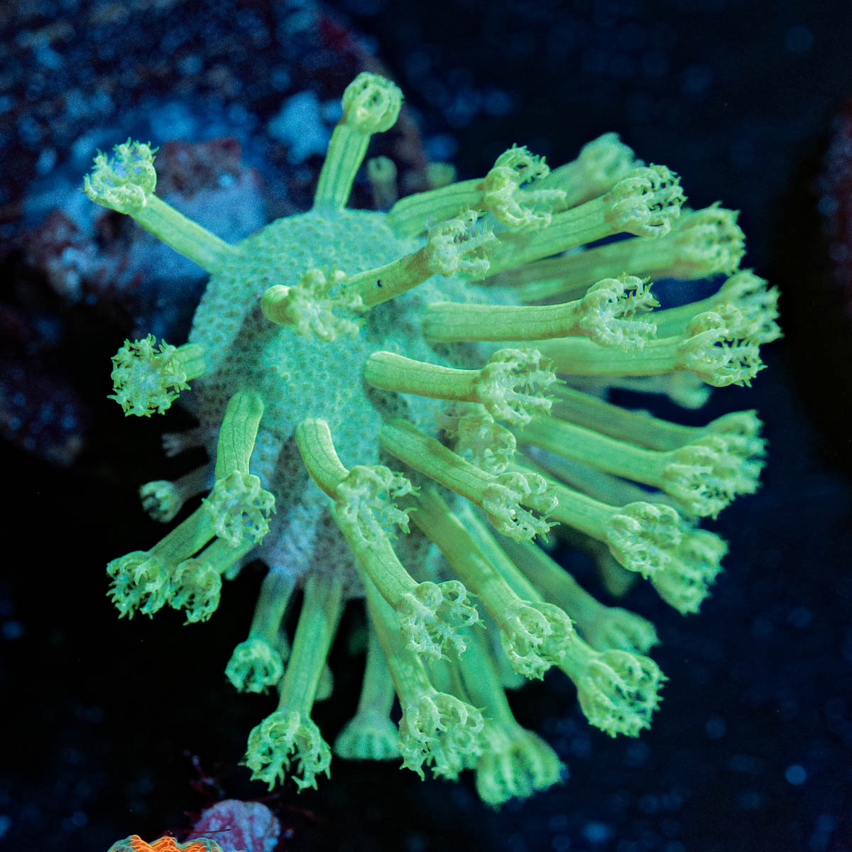 Mountain Dew Toadstool Leather 