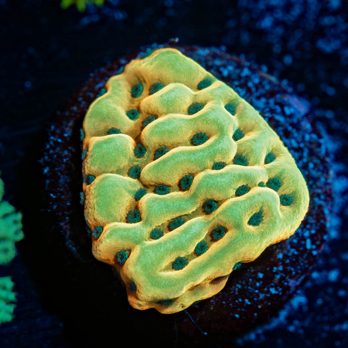 Beach Bum Montipora 