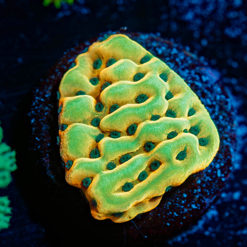 Beach Bum Montipora