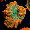 Charmander Rhodactis Mushroom 