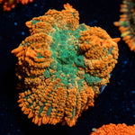 Charmander Rhodactis Mushroom 