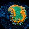 Orange Ricordea Mushroom 