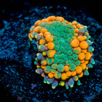 Orange Ricordea Mushroom 