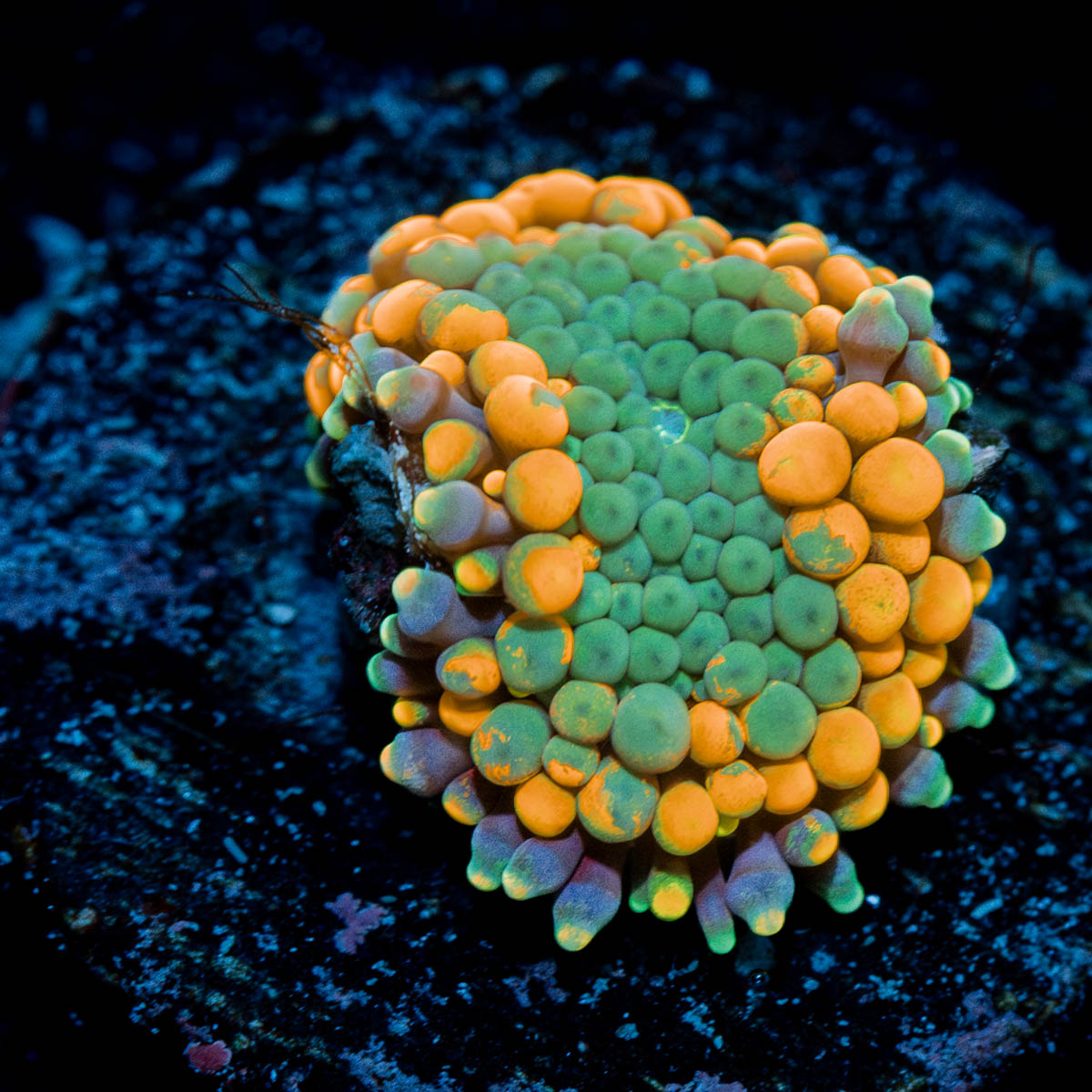 Orange Ricordea Mushroom 
