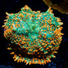 Charmander Rhodactis Mushroom 