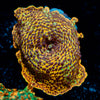 Leopard Print Mushroom 