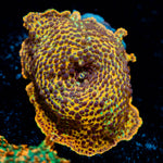 Leopard Print Mushroom 