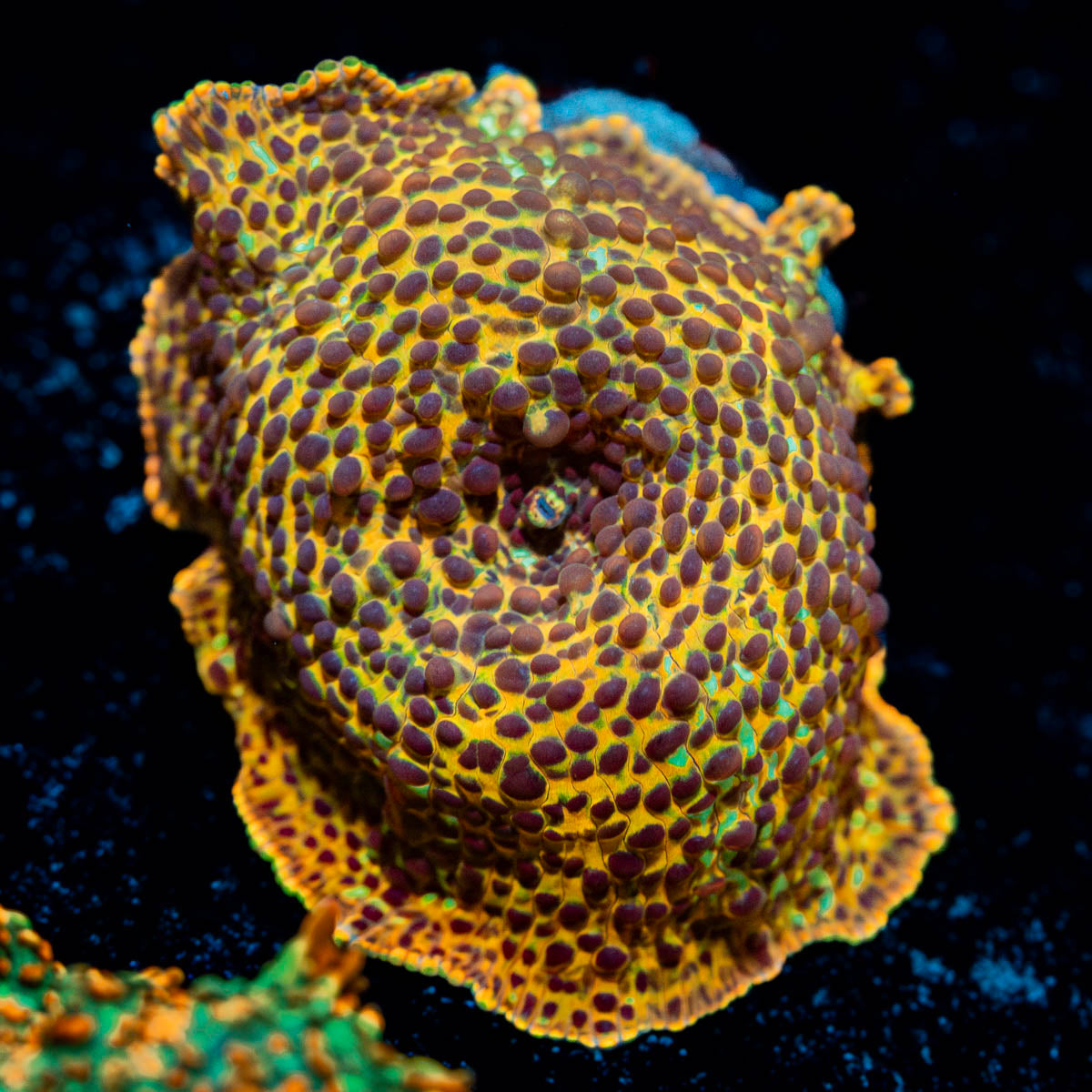Leopard Print Mushroom 