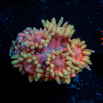 Iron Man Goniopora 