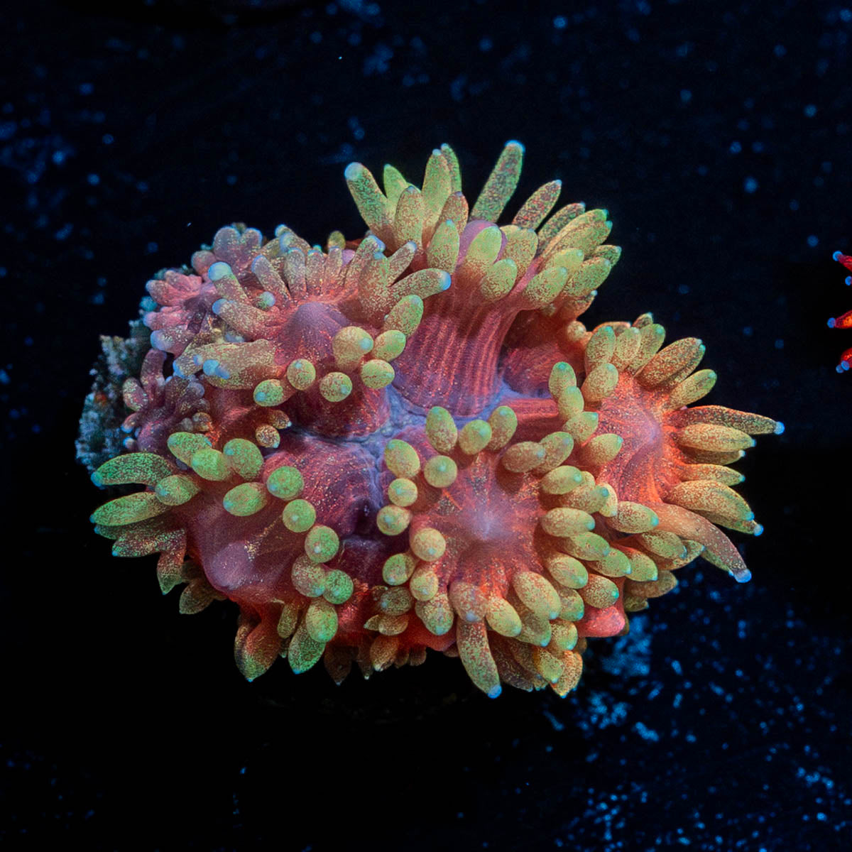 Iron Man Goniopora 
