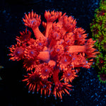 Red Bull Goniopora 