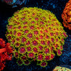 Rainbow Bernardpora 