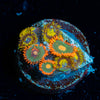 Zoanthid Combo 