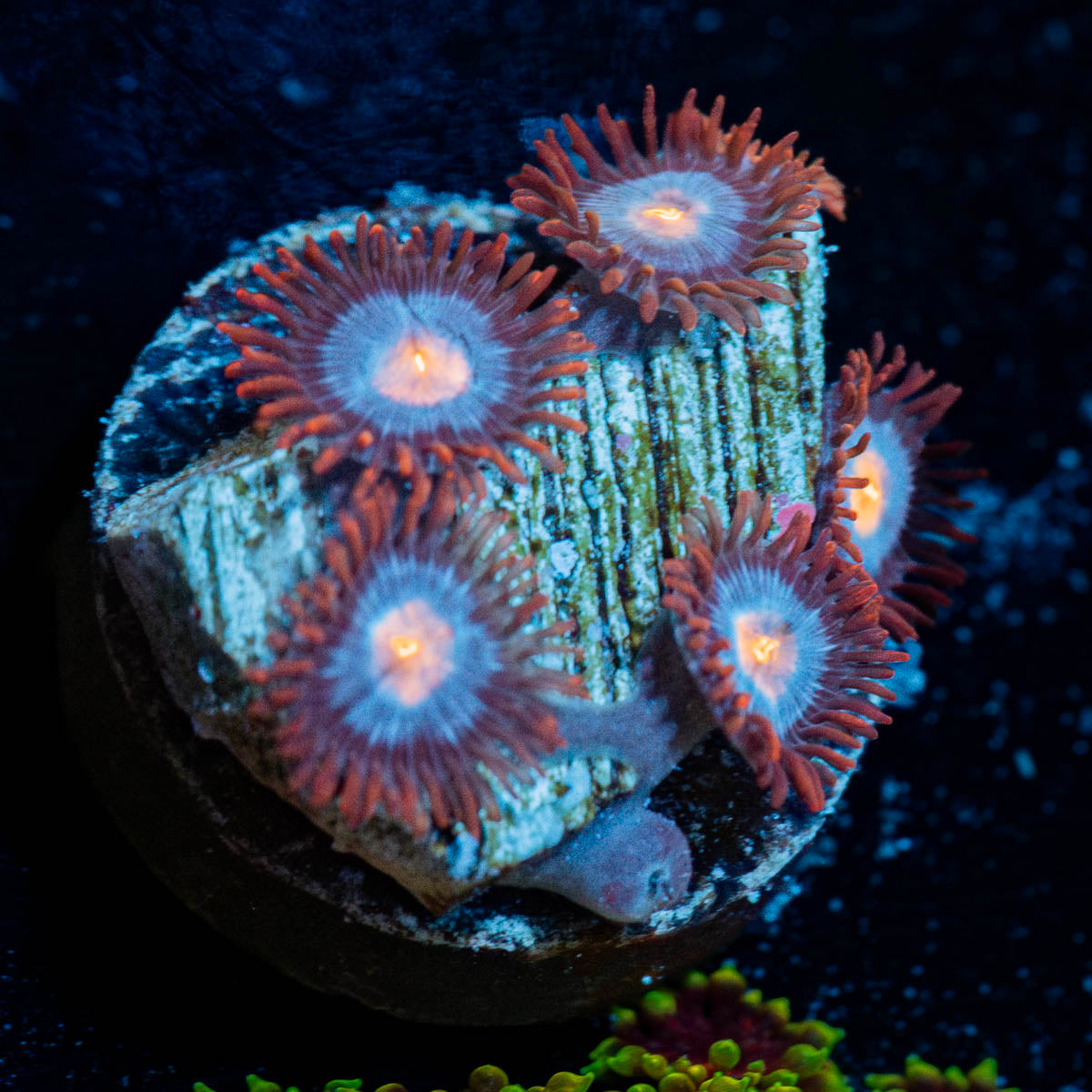 Zoanthid Combo 