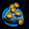 Tutti Fruity Zoanthid 